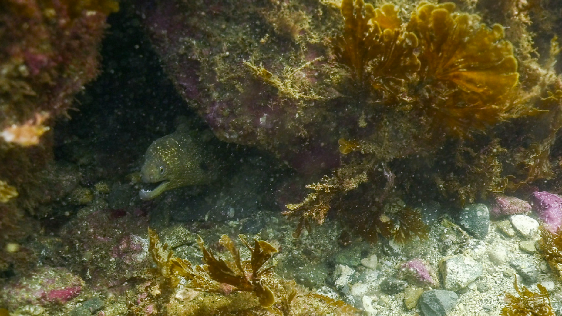 Dive Photo 30